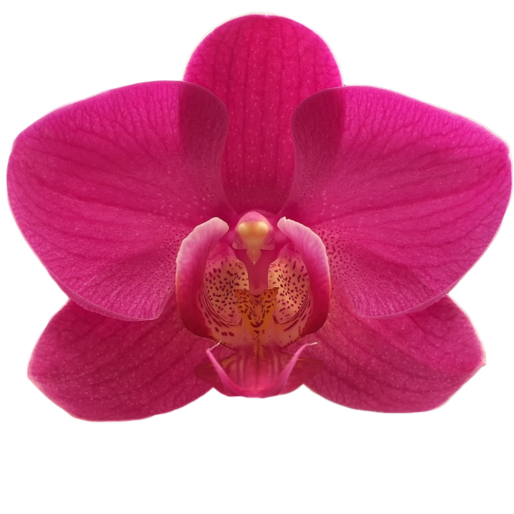 Exotic Seeds – Don Grow’s Secret Treasures