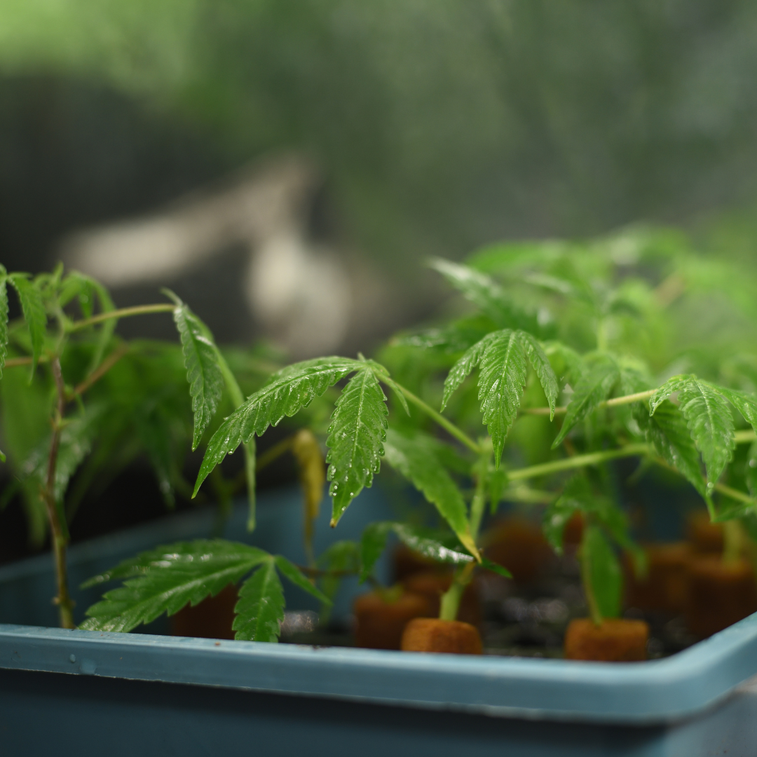 Clones – Handpicked by Don Grow